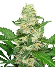 Super Skunk Automatic - samokvitnnúce semienka 3 ks Sensi Seeds