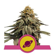 Royal Skywalker - feminizované semienka 3 ks Royal Queen Seeds