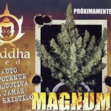 Magnum - Graines Féminisées Autofloraison 5 pcs Buddha Seeds