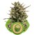Amnesia Haze Automatic - samokvitnúce semienka 3 ks Royal Queen Seeds