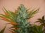 Northern Lights N.5 x Haze 10 ks štandardizované feminizované semená Sensi Seeds
