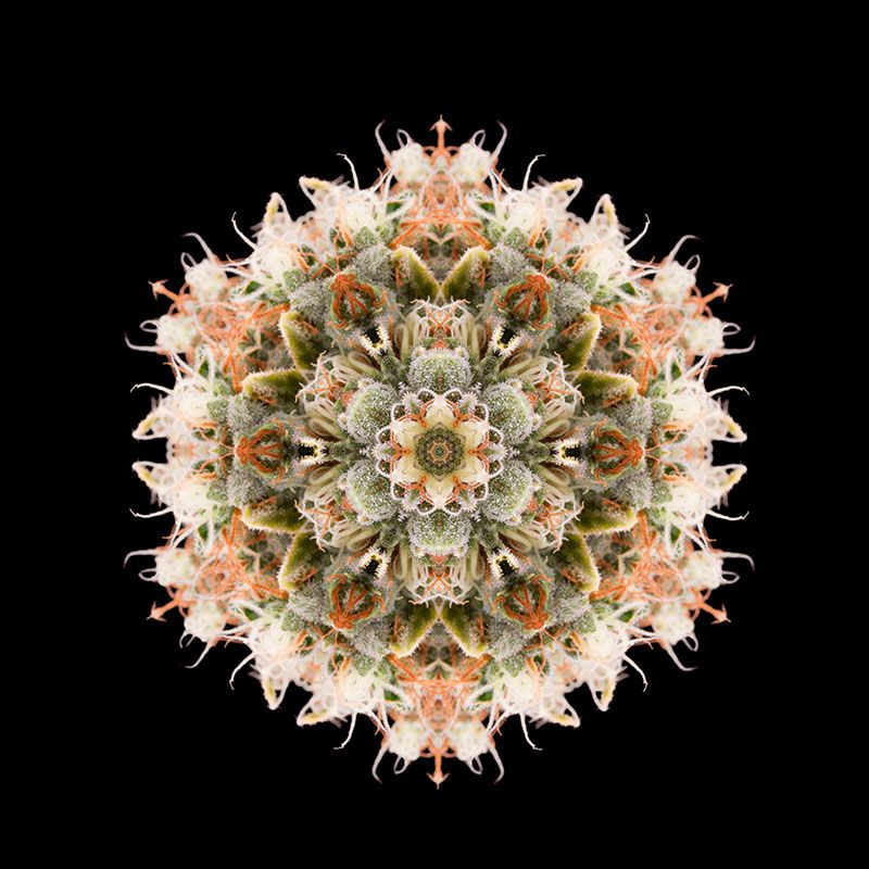 Chemdawg - standardizovaná semínka 10ks Humboldt