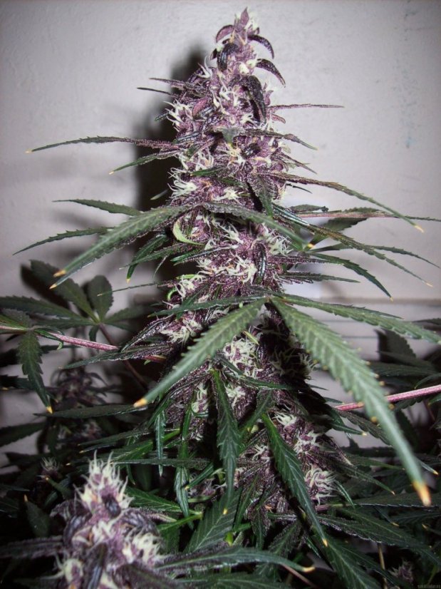 Bloody Skunk Auto - samonakvétací semínka 3 ks Sweet Seeds