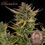 Buddha Autoflowering Critical, 3 ks, Buddha Seeds
