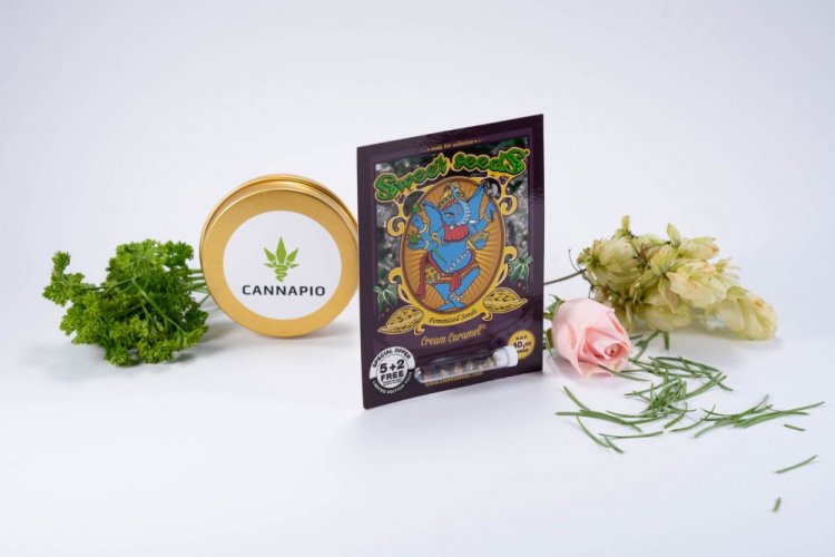 Cream Caramel – feminizované semienka 3ks Sweet Seeds