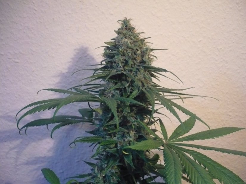 Sensi Star -  5 ks feminizovaná semena Paradise Seeds