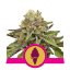Green Gelato - feminizované semienka 3 ks, Royal Queen Seeds