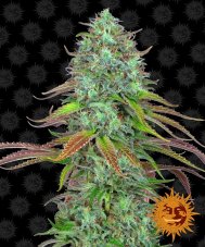 Barney's Farm LSD Auto feminizovaná semena