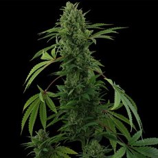 Pineapple Express – samonakvetací semínka 3ks Barney's Farm