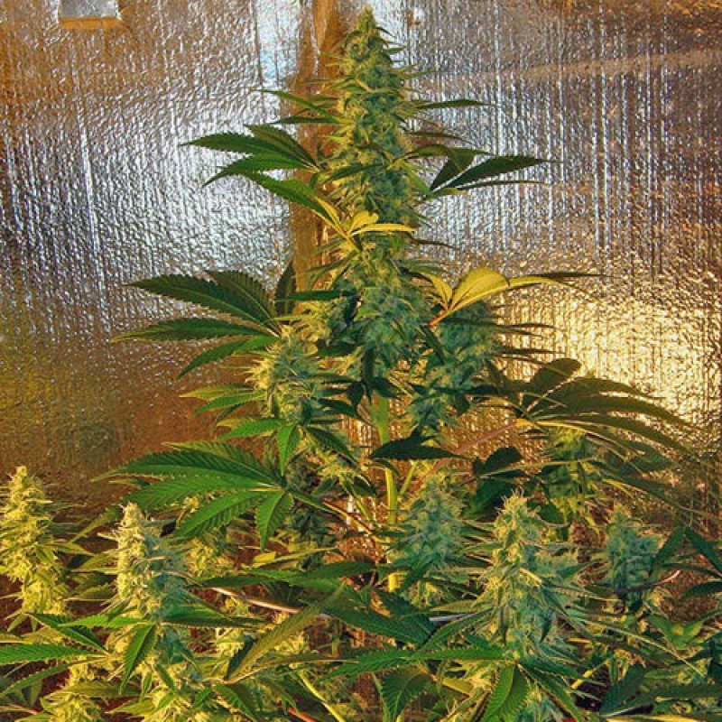 Bubble Kush - feminizované semená 10 ks Royal Queen Seeds