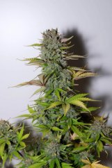 G14 Auto - autoflowering marijuana seeds 5 pcs Fast Buds