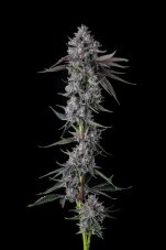 Paradise Seeds x Compound Genetics Chrome Dome feminizowane nasiona, 7 szt.