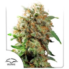 Mazar Feminizovaná Semena 3