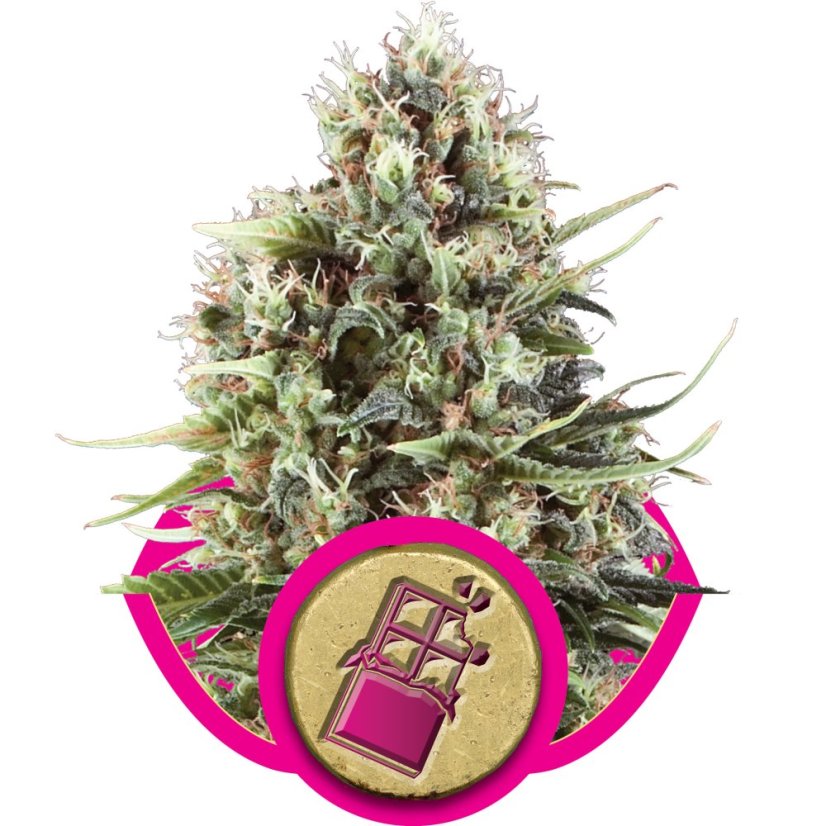 Chocolate Haze Feminisierte Samen - 5