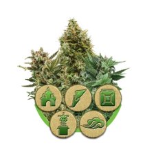 Autoflower mix - 5 sztuk feminizowanych nasion Royal Queen Seeds