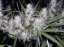 Master Kush - феминизирани семена 5 бр Dutch Passion