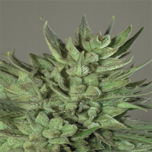 Amnesia Haze - feminizovaná semínka 3 ks Royal Queen Seeds