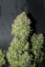 Amnesia - regular semena 10 ks Seedsman