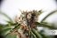 Auto Orange Bud® - 7ks Dutch Passion autoflowering seeds