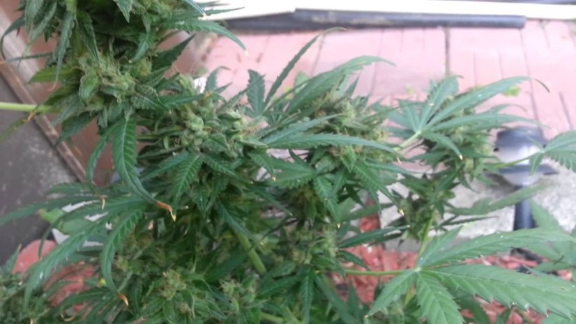 Northern Light - 10 fem. i Seeds of Fair Seeds