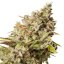 Royal Gorilla - feminizirano sjeme 3 kom Royal Queen Seeds