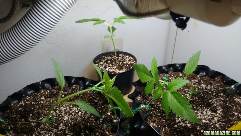 Sour Diesel Auto - fem. a autoflowering semienka 3ks Dinafem