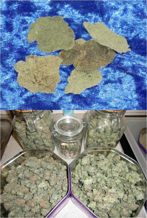 Blue Velvet® - feminizovaná semínka 3ks Dutch Passion