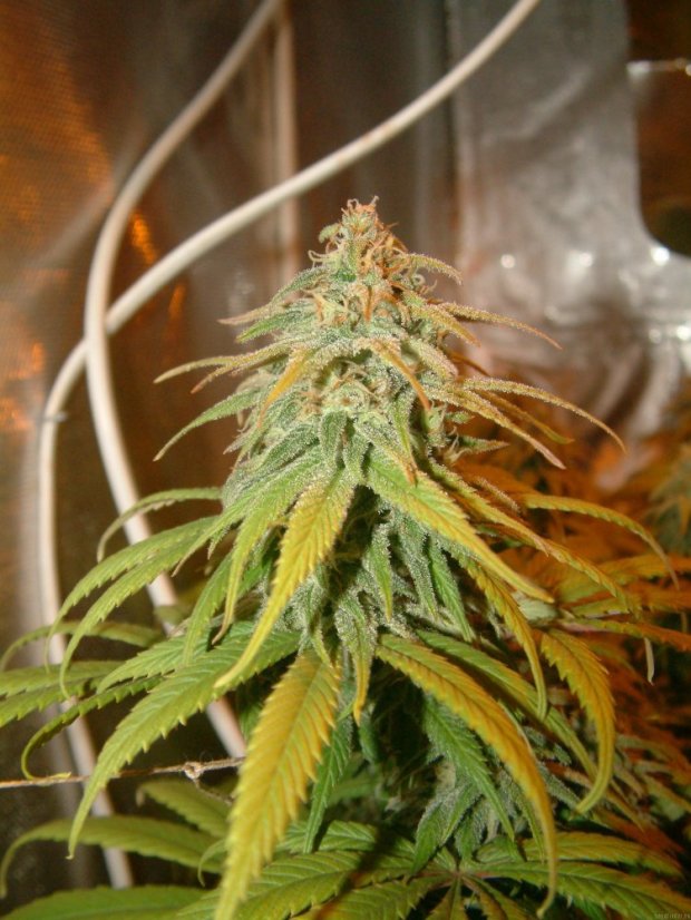 Amnesia Lemon – feminizovaná semínka 5 ks Barney´s Farm