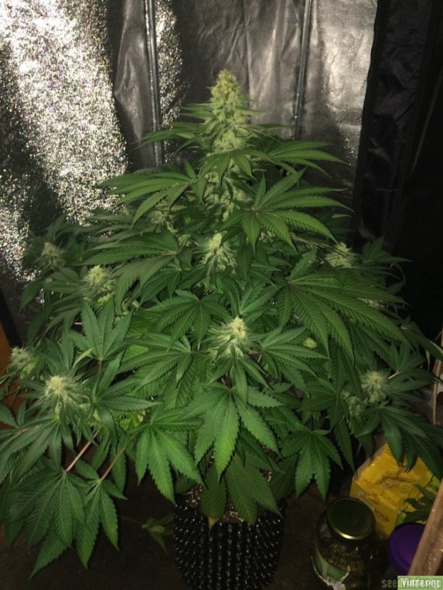 Haze Berry - feminizovaná semena 10 ks Royal Queen Seeds