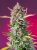 Gorilla Sherbet F1 FAST - gefeminiseerde zaden 3 st Sweet Seeds