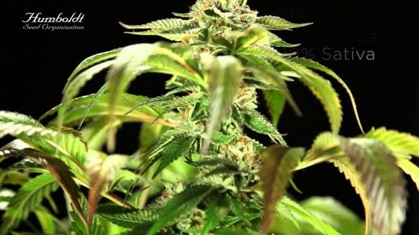 Master Kush - feminizovaná semínka 3ks Humboldt