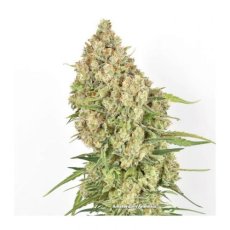 Amsterdam Amnesia 10 szt Dutch Passion Feminised Seeds