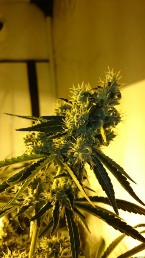 Critical Kush – feminizovaná semena 5 ks Barney´s Farm