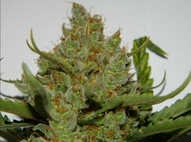 Green Crack Auto - Autoflowering Marihuana Samen 5 Stück Fast Buds