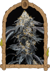 Quicklato Sherbet - feminized seeds, 10 pcs, Exotic Seed