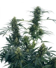 Guerrilla's Gusto - Nasiona 10 szt. Standardowych Sensi Seeds