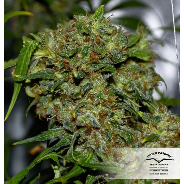 Freddy's Best – feminizovaná semínka 3 ks Dutch Passion