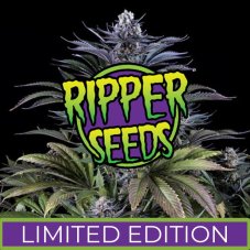Ripper Seeds Limited 1a feminizované semená, 3 ks