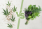 Hemp versus Herbs: Comparison of Their Properties and Effects