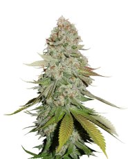 Gorilla Glue feminizovaná semena 5 ks Seedstockers