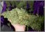 AutoBlueberry - feminized And autoflowering seeds 7 pcs Dutch Passion