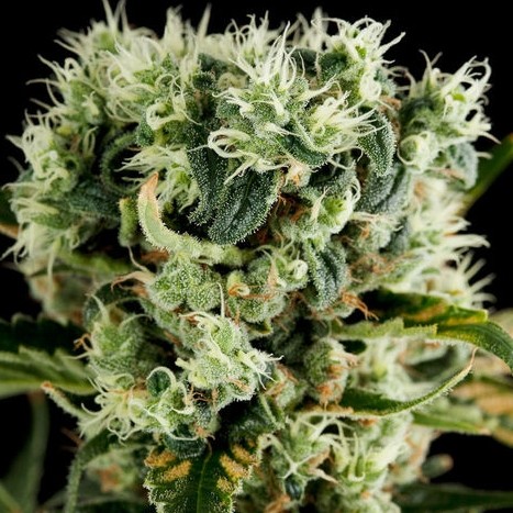 Moby Dick 2 - nasiona feminizowane 3szt Dinafem