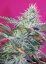 Sweet Cheese Auto - selbstblühende Samen 5 Stück Sweet Seeds