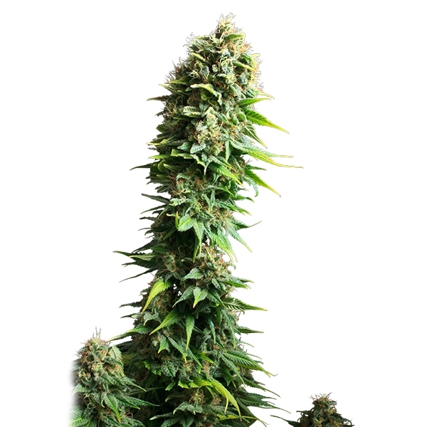 Fruit Spirit - feminizovaná semínka 10 ks Royal Queen Seeds