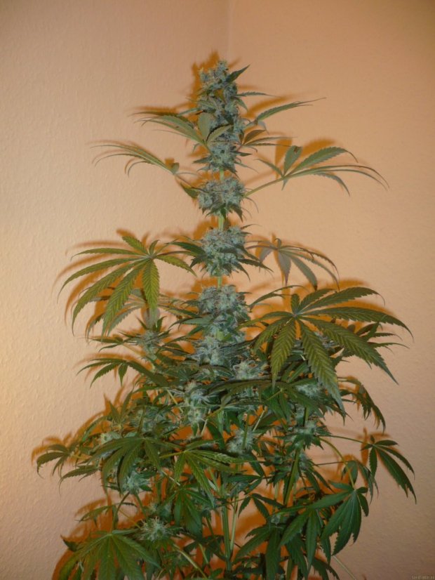 Super Haze - feminisierte 5ks Dutch Passion-Samen