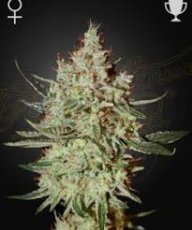 Super Lemon Haze x GMO Feminisierte Samen