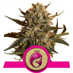 Royal Madre - feminized seeds 3ks Royal Queen Seeds
