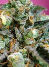 Sweet Seeds Nurse Auto CBD samonakvétací feminizovaná semena