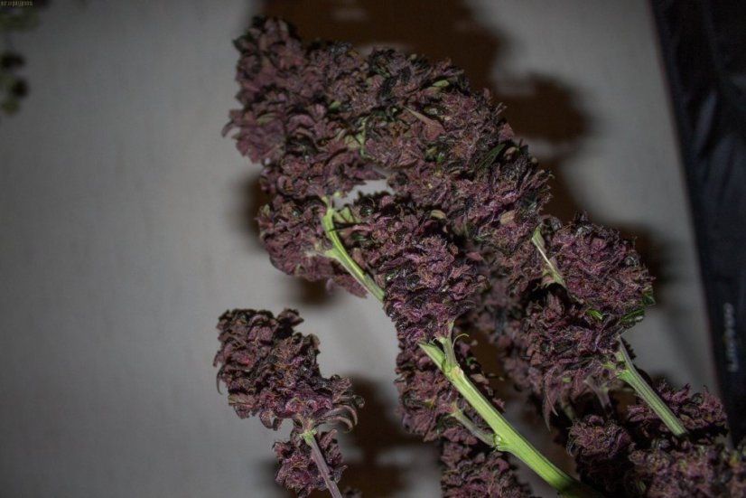 Dark Devil Auto - feminizovaná a samonakvétací semínka 3ks Sweet Seeds