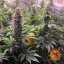 Tropicanna Banana - feminizovaná semená marihuany 3 ks Barney´s Farm